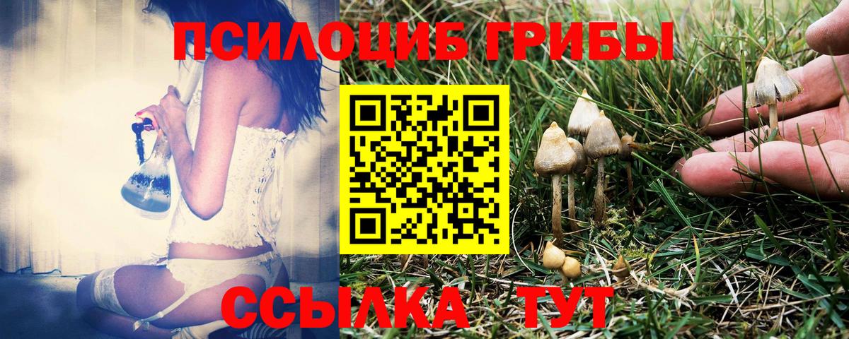 Галлюциногенные грибы Psilocybine cubensis Майский